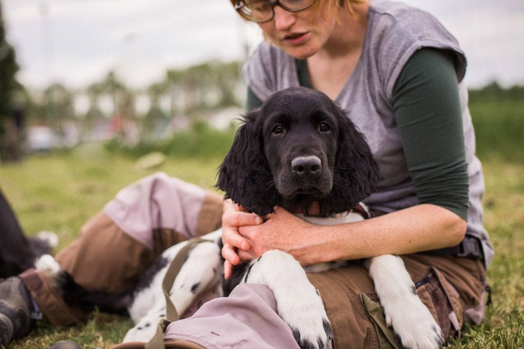 hundsamma Foto