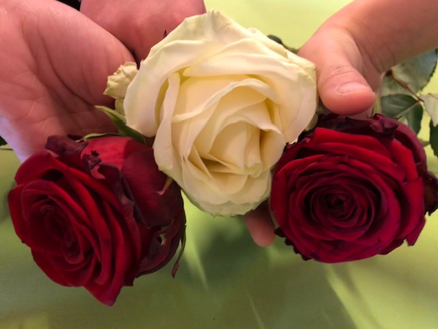 Drei Rosen