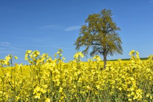Deus Neumann Mitten im Raps kleiner