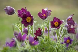 Dieter Horak Kuechenschellen Pulsatilla vulgaris kleiner