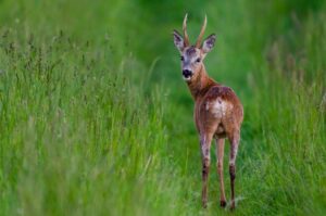 Markus Kasper Rehbock im hohen Gras kleiner